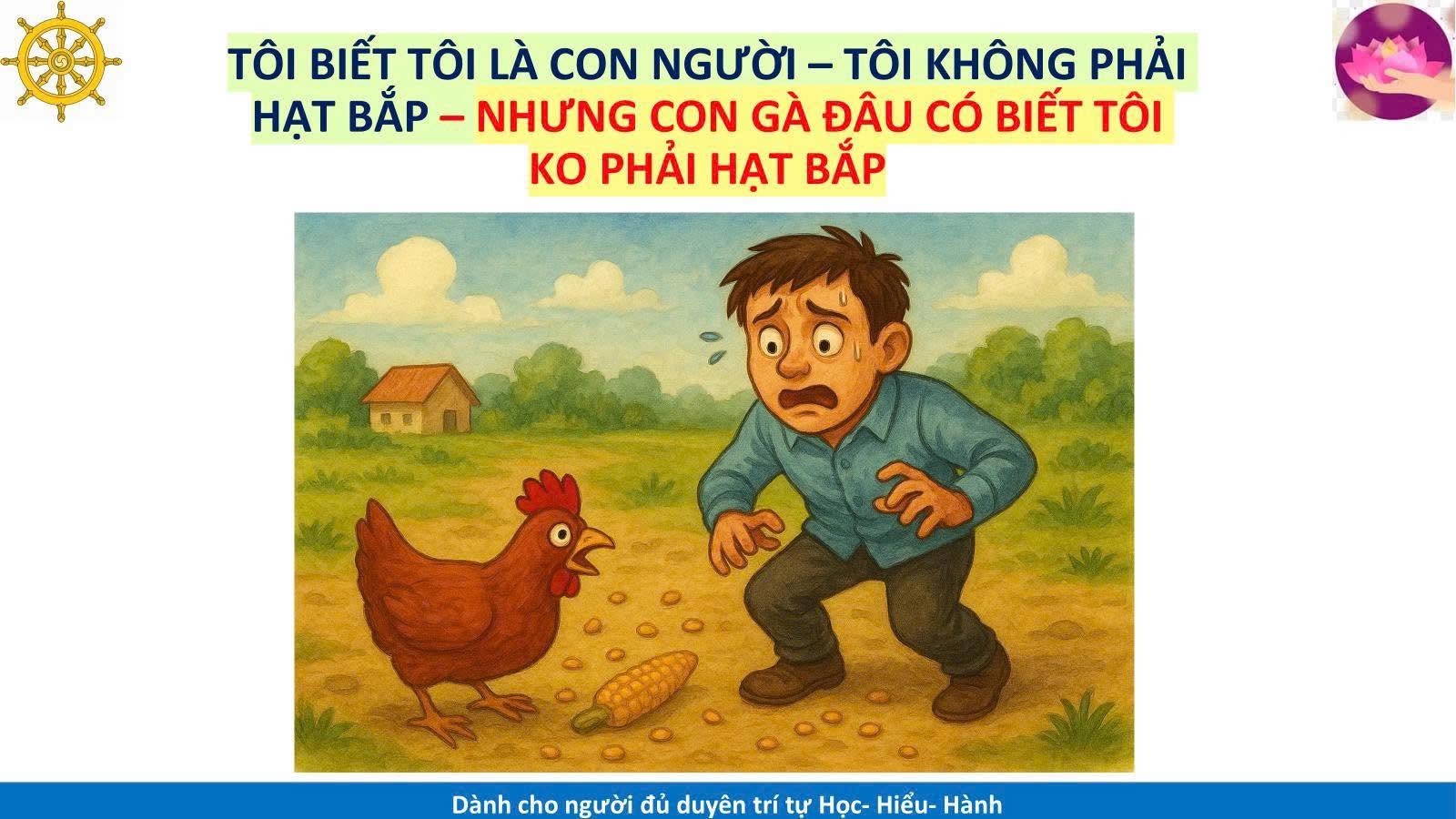 Con gà nó đâu có biết tôi là hạt bắp
