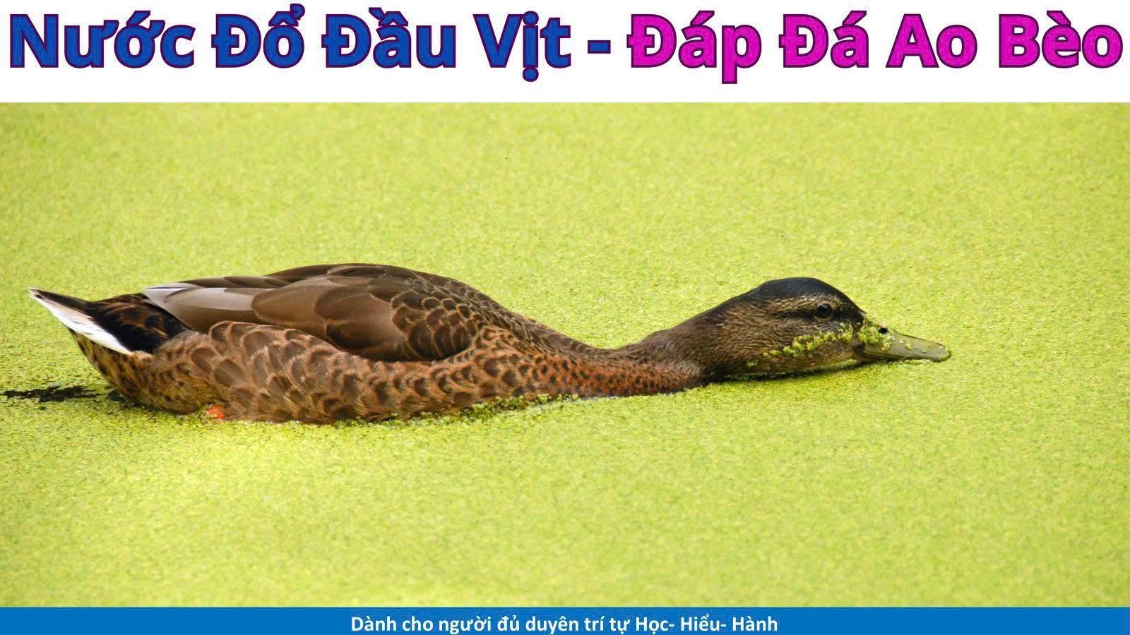 Đức phật cũng đi dạy chánh pháp cả đời kể từ khi ngài giác ngộ – đội tự nhận là đệ tử Phật cũng đi dạy cả đời . Vậy có gì khác nhau