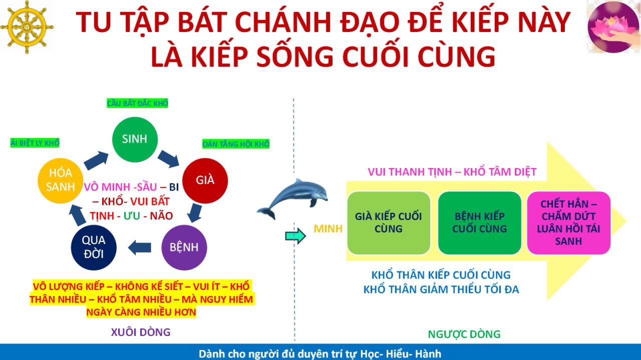 Nếu không đủ can đảm thành thật, Đến Để Mà Thấy – Thì Xuôi Dòng chắc chắn là lựa chọn duy nhất mà một người có thể đi